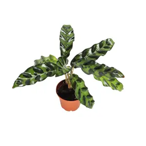 Calathea Lancifolia 2'' from California Tropicals