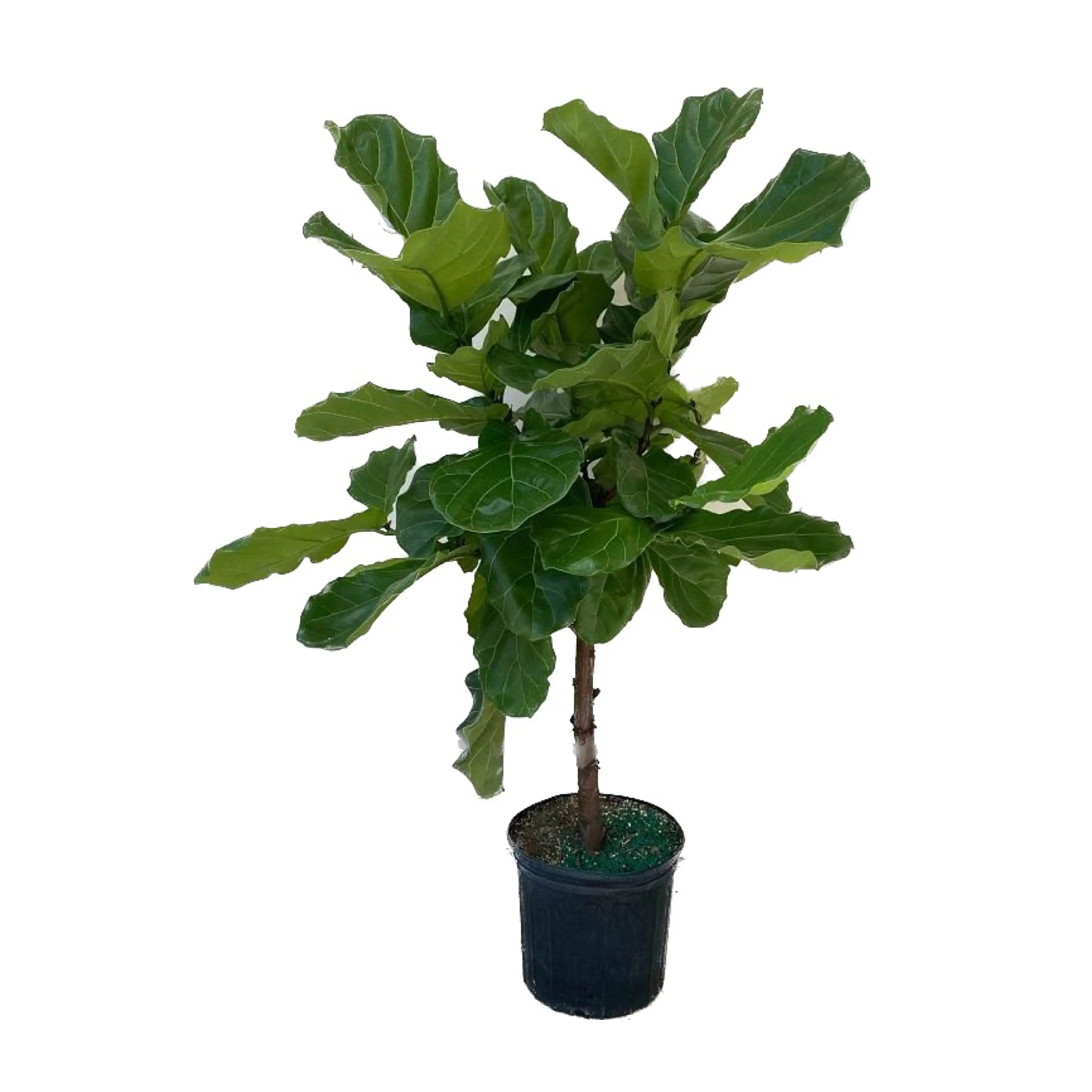 10" Ficus Lyrata Standard