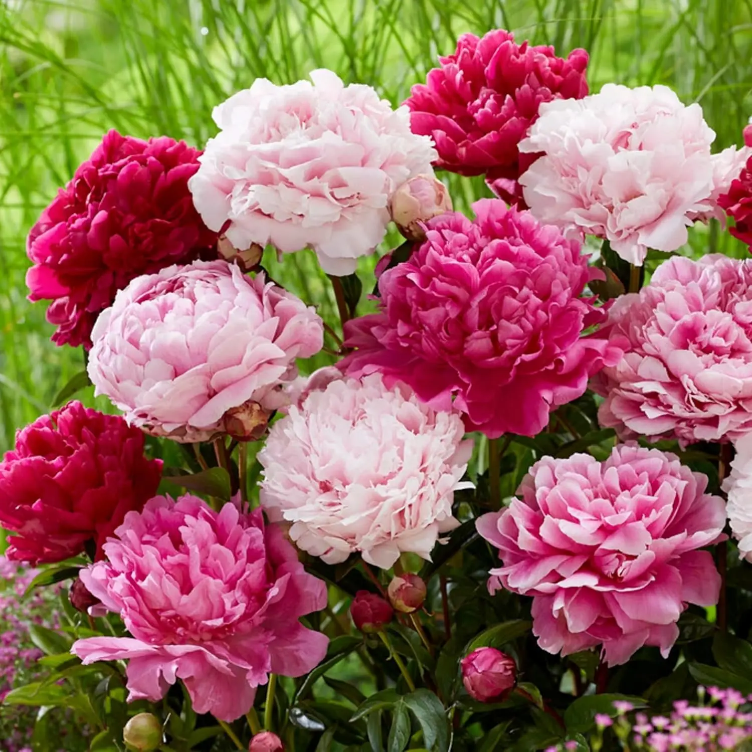 Mixed Color Peony Flower Seeds for Planting Cotton Candy Peony Seeds Perennial Fragrant Flowers Attract Bees and Butterflies Non GMO Heirloom Seeds for Outdoor Garden Planting