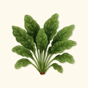 Vego Garden Organic Bloomsdale Spinach Seeds
