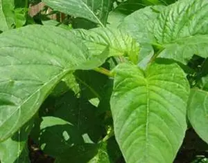 Jamaican Callaloo - Live Plants - Green Amaranth
