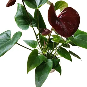 4" Siempre Black Anthirium Flowering Houseplant Blooms Almost All Year Easy Care Good For Beginners Decor Tropical Decorative Fruit