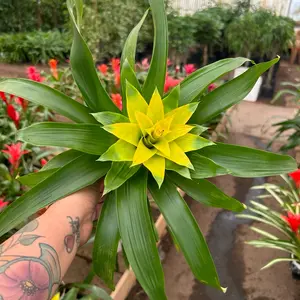 4” Bromeliads plant “Pet friendly”