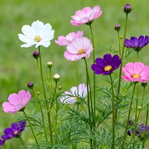 100 Cosmos Flower Seeds – Tall, Colorful Blooms for Borders & Wildflower Gardens (Seeds Only)
