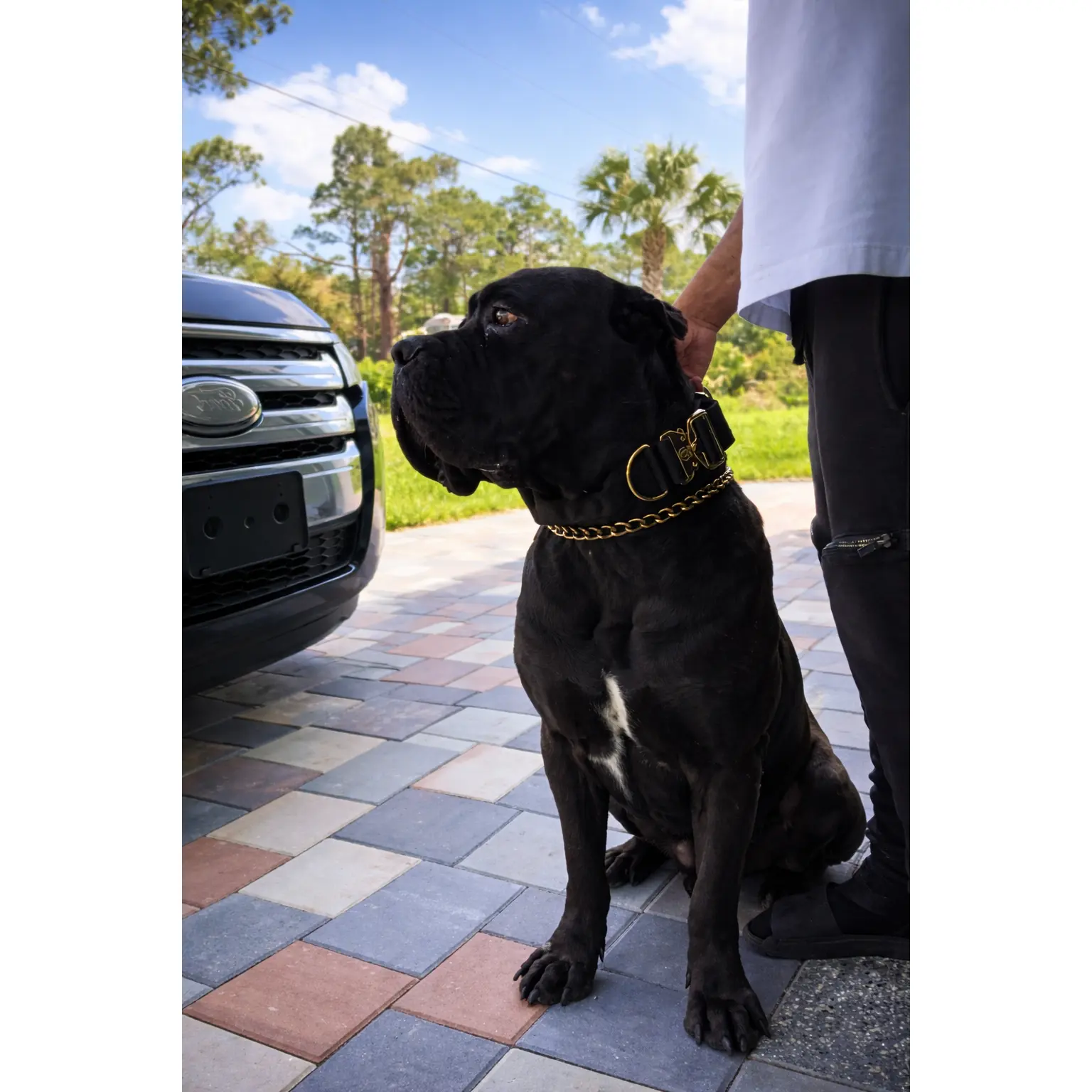Training Dog Collar (5 in) - for Large Breeds Cane Corso, Pitbull, Training Collars