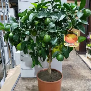 Lemon Tree Seeds/Green Lemon Tree Seeds, Suitable For Planting, With A Fresh And Fragrant Taste To Stimulate The Taste Buds, Suitable For Indoor And Outdoor, Suitable For Potted Plants And Garden Cultivation