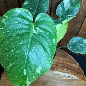 Monstera Thai Constellation