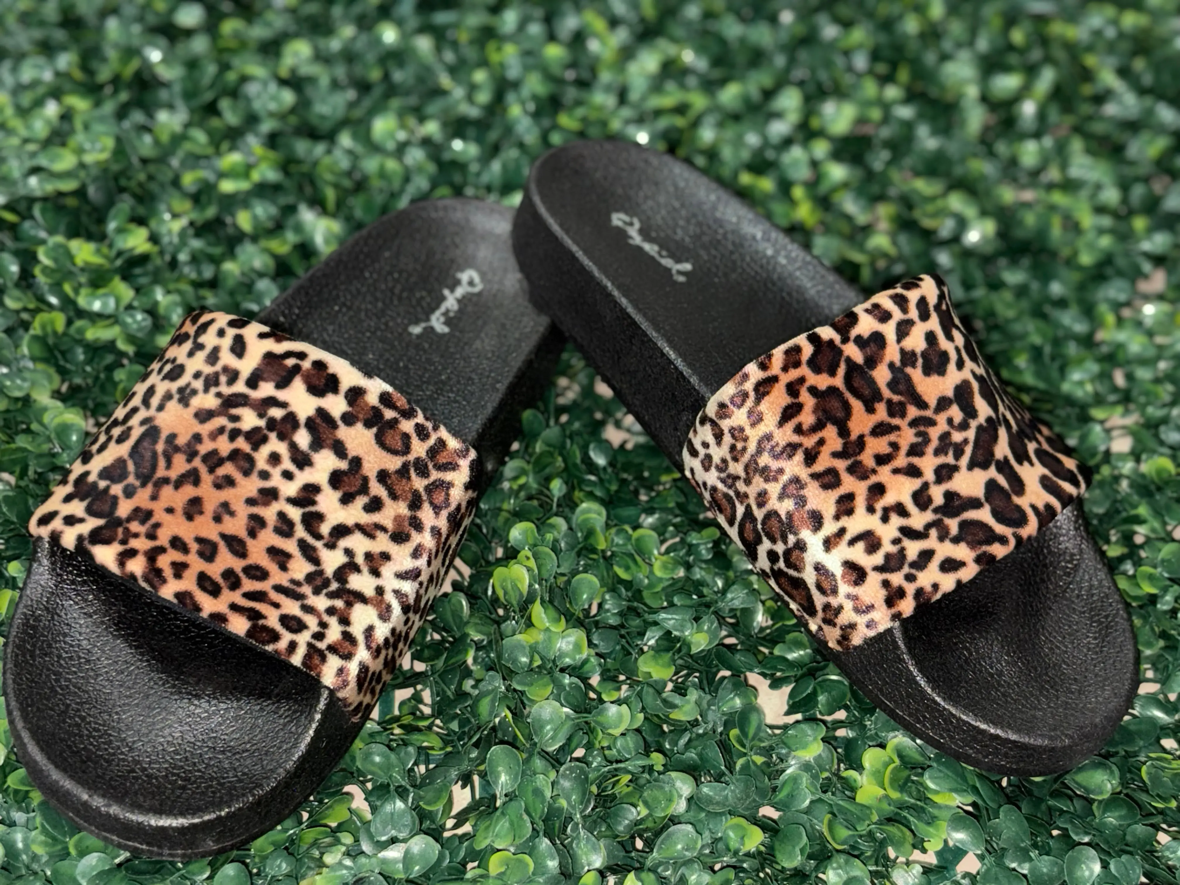 Leopard slides