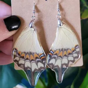 Real Swallowtail Butterfly Wing Earrings