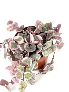 Variegated String of Hearts Succulents Ceropegia Woodii in 2" Pot
