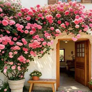 The freely climbing hydrangea suitable for garden planting, the fragrant and cold-resistant rose plant seeds for outdoor cultivation, with a wide variety of random colors