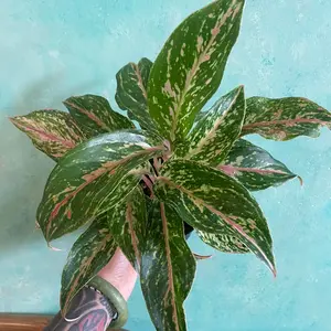 5 inch Pink Aglaonema