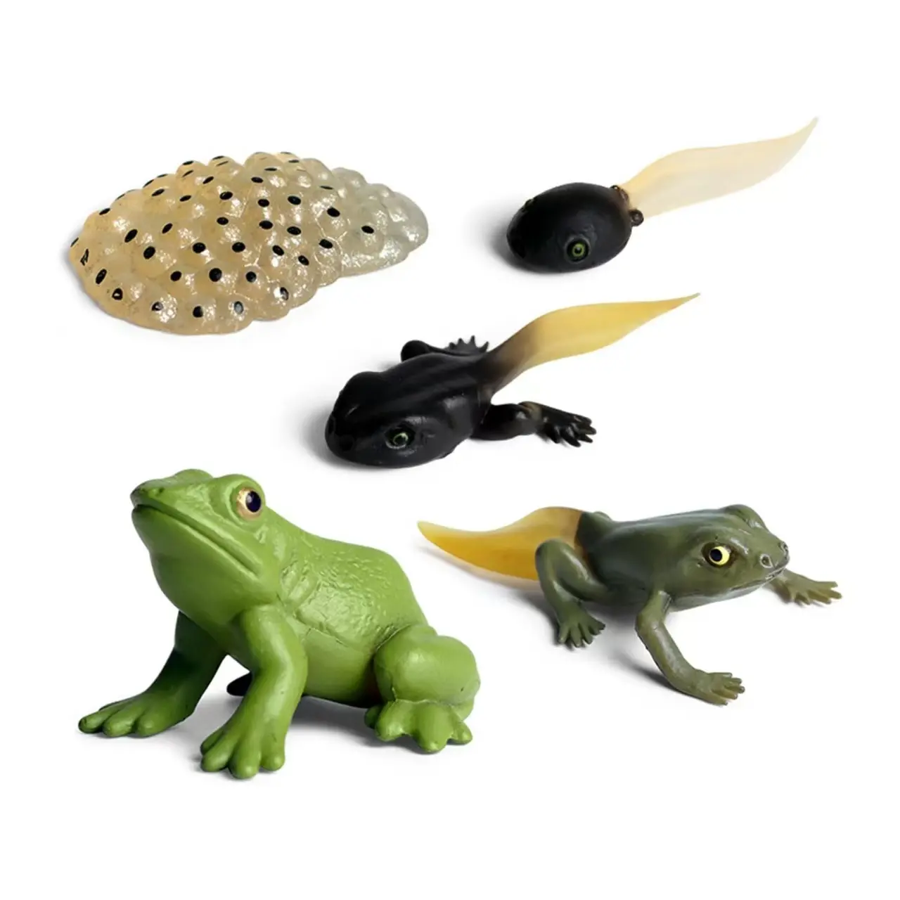 5PCS Frog Life Cycle, Frog Growth Model Educational Toys Animal Growth Cycle Model Figure Decoration Science Project Toyset