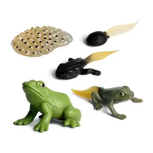 5PCS Frog Life Cycle, Frog Growth Model Educational Toys Animal Growth Cycle Model Figure Decoration Science Project