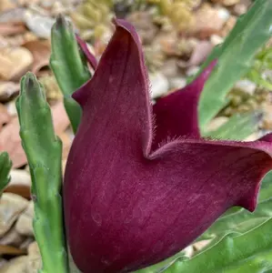 Black Bell Stapelia succulent plant Seedling home planting