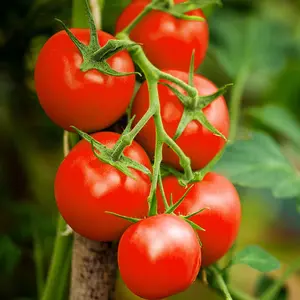 TomorrowSeeds - Moneymaker Vine Tomato Seeds -  Indeterminate Red Tomatoes Cordon Non GMO USA Garden Vegetable Fruit Seed For 2024 Season