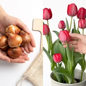 Live Tulip Bulbs, Vibrant Red Flower Plant, Hardy Spring Blooming Tulip, Easy to Grow for Home Garden, Patio Containers & Cut Flowers, Beginner-Friendly Bulb Kit, Perfect for Spring Gardening & Easter Decor