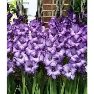 Gladiolus Blue Sky. ( 10 Bulbs),flowering, Perennial.