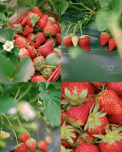 800+Strawberry  Seeds Perennial Containers Heirloom Non-GMO Fruit