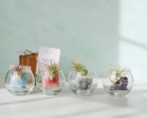 Mini Bubble Terrarium Kit | DIY Air Plant Kit | Low Maintenance House Plants | Air Plant Gift | Stocking Stuffer | Christmas Gift | Care Box