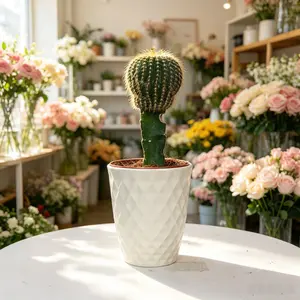 CAC002 Golden Barrel Cactus Live Plant 5 Inch Pot – Echinocactus Grusonii Desert Cactus, Indoor & Outdoor Succulent Plant, Home Decor Cactus, Low Maintenance Plant, Office Desk Green Plant, Modern Succulent Collection US Trending Plant