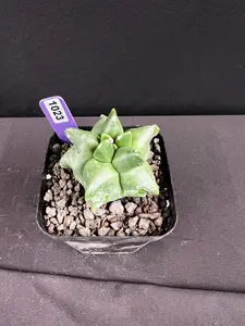 Astrophytum Myriostigma cv. Kikko Cactus