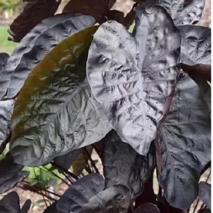 Black Ripple Elephant Ear Live Plant - Colocasia - Rare Giant Tropical Houseplant with Exotic Large Black Leaves for Indoor Outdoor Gardens  ship in pot 3 TO 6” Tall