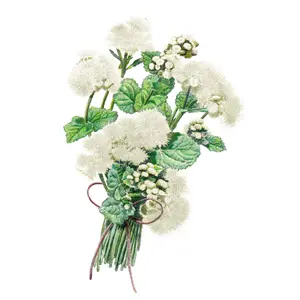 Dondo White Ageratum Seeds