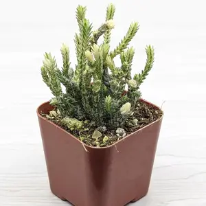 Succulent Plant - Crassula Muscosa Watch Chain Varigated - In 2" Pot