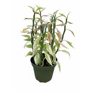 Variegated Devil's Backbone Euphorbia Catus