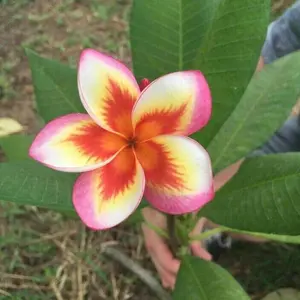 Green River- 5 Orange Yellow Pink Plumeria Seeds - Premium Tropical Flower Seeds for Decor, Garden, Pots & Fragrance - Non-GMO, Fragrant, Full Sun Friendly