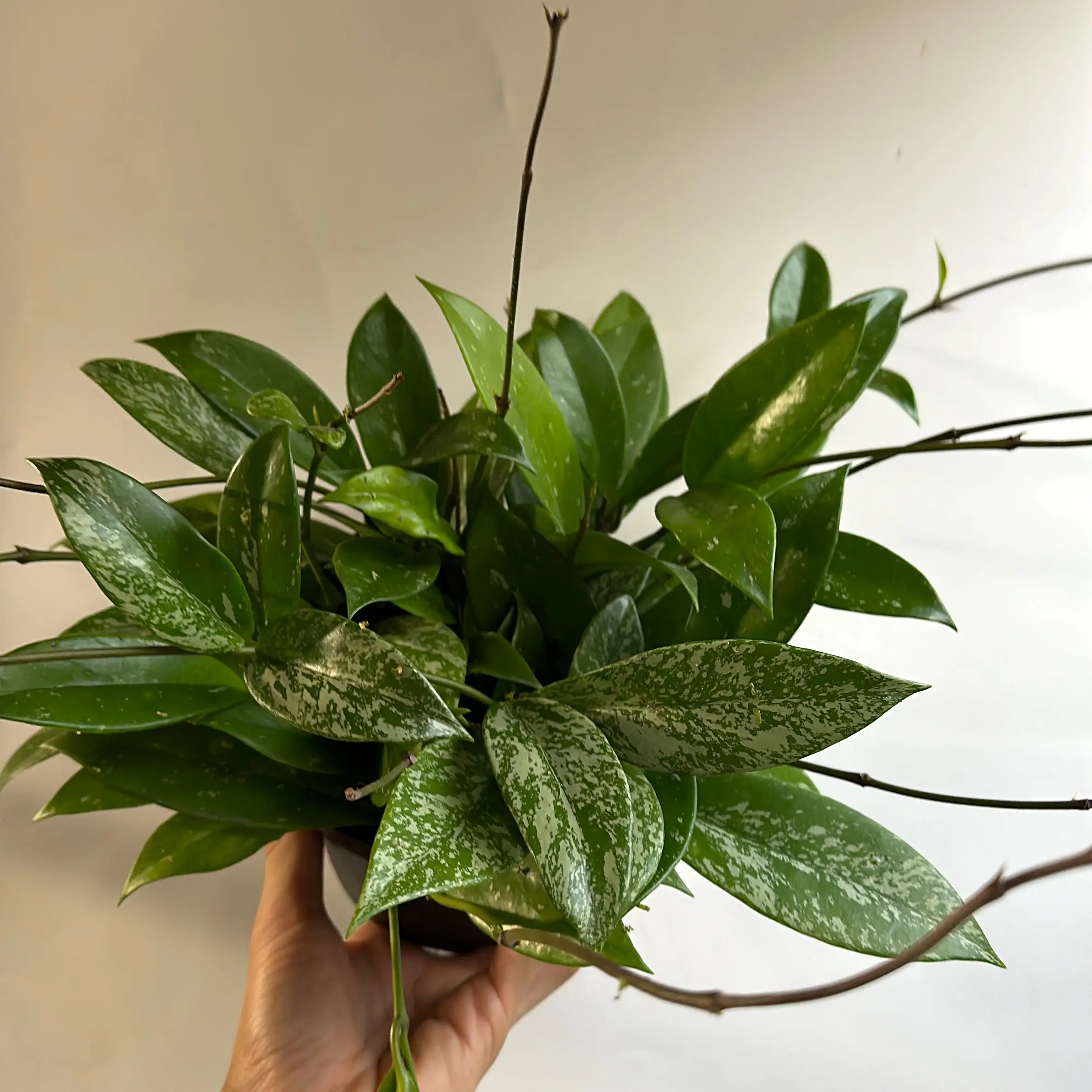 Hoya Publicalyx 6" pot - Pet Safe & Friendly Live Tropical House Plant with Unique Leaves for Indoor Home Decoration Easy Care Beginner Friendly