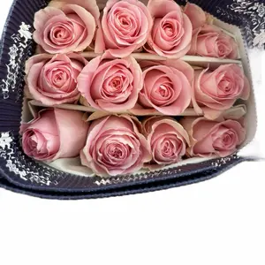 Luciano (light pink)