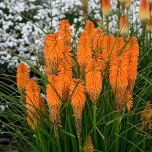 Green River 25 Orange Blazer Hot Poker Torch Lily Flower Seeds - Perennial Flower Seed Pack, Vibrant Torch Blooms, Drought Tolerant, Pollinator Garden Essential, Summer Color Burst, Bold Accent Plants for Cottage Garden Borders