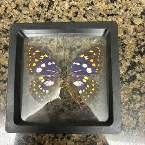 Framed Butterfly - Purple and Yellow with White Spots, Natural Coloration, Display Box
