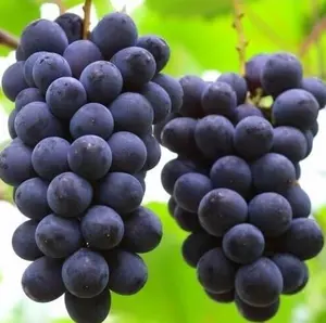Kyoho Grape Seeds 1000+ Non-GMO, Beginner-Friendly, Sweet Juicy Giant Grapes, High Yield for Home Garden, Containers, Indoor & Outdoor Planting