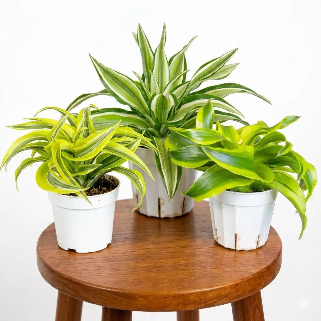 4" Dracaena Twisted Sister Trio: (1) Dracaena Lemon Surprise, (1) Dracaena  Tornado, and (1) Dracaena Malaika, Live Houseplants, Indoor Plant - TikTok  Shop