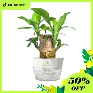 Brazilian lucky wood, plant, tree, ornament, wooden, brings good luck and increases wealth, optional nutrient solution kit, easy to grow indoors, decorative gift.