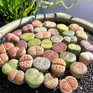 Lithops 20 Live Small Random Mix Live Succulent Plants - Bare Root Without Pot & Soil - Multicolor Lithops Seedlings to Grow