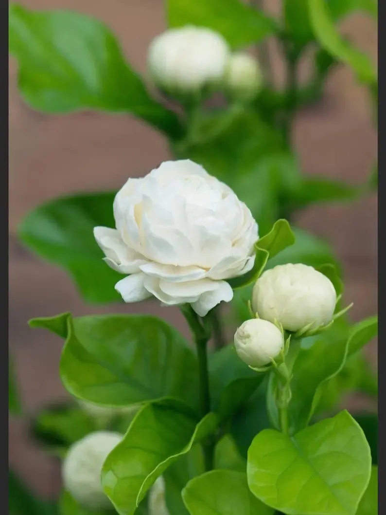 Jasmine Sambac "Grand Duke of Tuscany" Starter Plant Jasmine Sambac "Grand Duke of Tuscany" Starter Plant