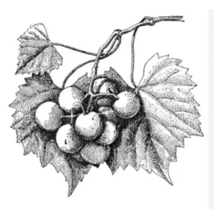 15 Texas Wild Muscadine Seed (Harvested this season)- Natural Dark Purple Grapes on Branch for Crafting Wreaths & Food Uses  All Seasons Plant