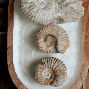 Ammonite Fossils - Authentic Fossil Specimens for Collectors and Enthusiasts