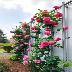 Mixed-Color Climbing Rose Seeds Garden Flower Plant Seeds Mix 200 Climbing Rose Seeds Easy Growing Outdoor Planting Flower Rose Seeds