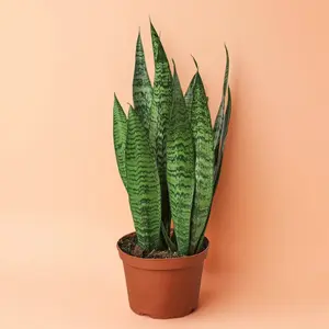 Snake Plant Zeylanica -Indoor Live Plant, Air-Purifying & Built for Beginners, Drought-Tolerant Hardy Plant for Indoor Decor Variegated Houseplant