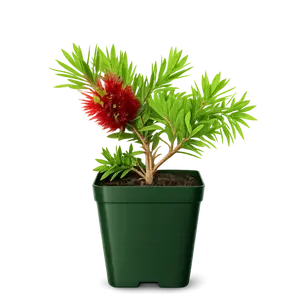 Weeping Red Bottlebrush – Evergreen Pollinator Starter Shrub