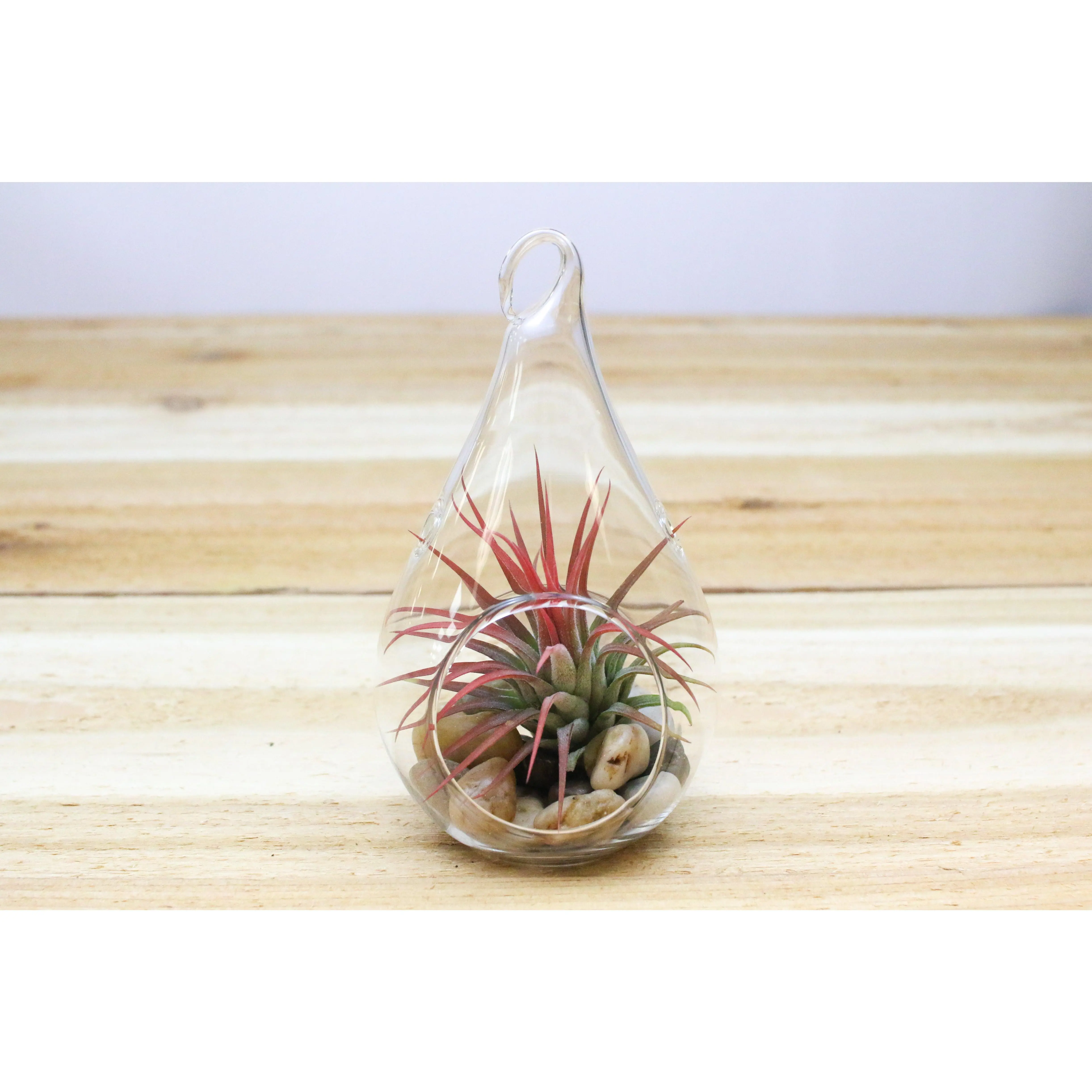 Teardrop Terrarium with River Stones & Tillandsia Air Plant