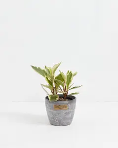 Peperomia Ginny