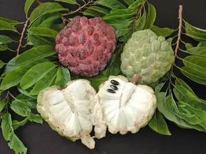 LIVE PLANT 3ft Annona Squamosa - Sweetsop - Sugar apple - Custard apple - Pinha  FRUIT TREE