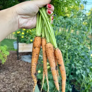 Organic Little Finger Carrot Seeds (Daucus carota subsp. sativus) Slender sweet carrots with crisp texture, perfect for snacking, fresh eating, and container growing