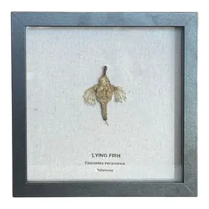 Flying Fish in Frame - Natural History Decor